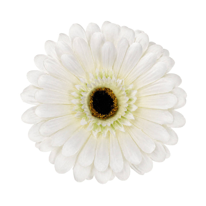 Gerbera hår och kostymblomma